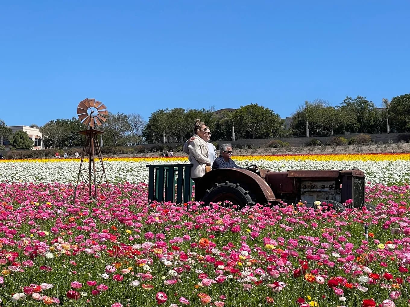 Carlsbad Flower Fields in bloom